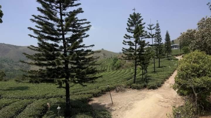 Pine Trees Holidays Vagamon