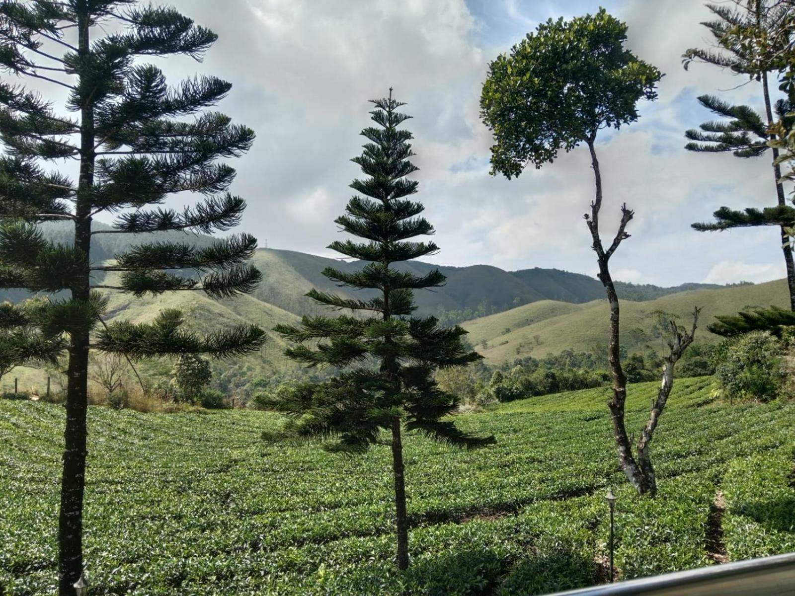 Pine Trees Holidays Vagamon