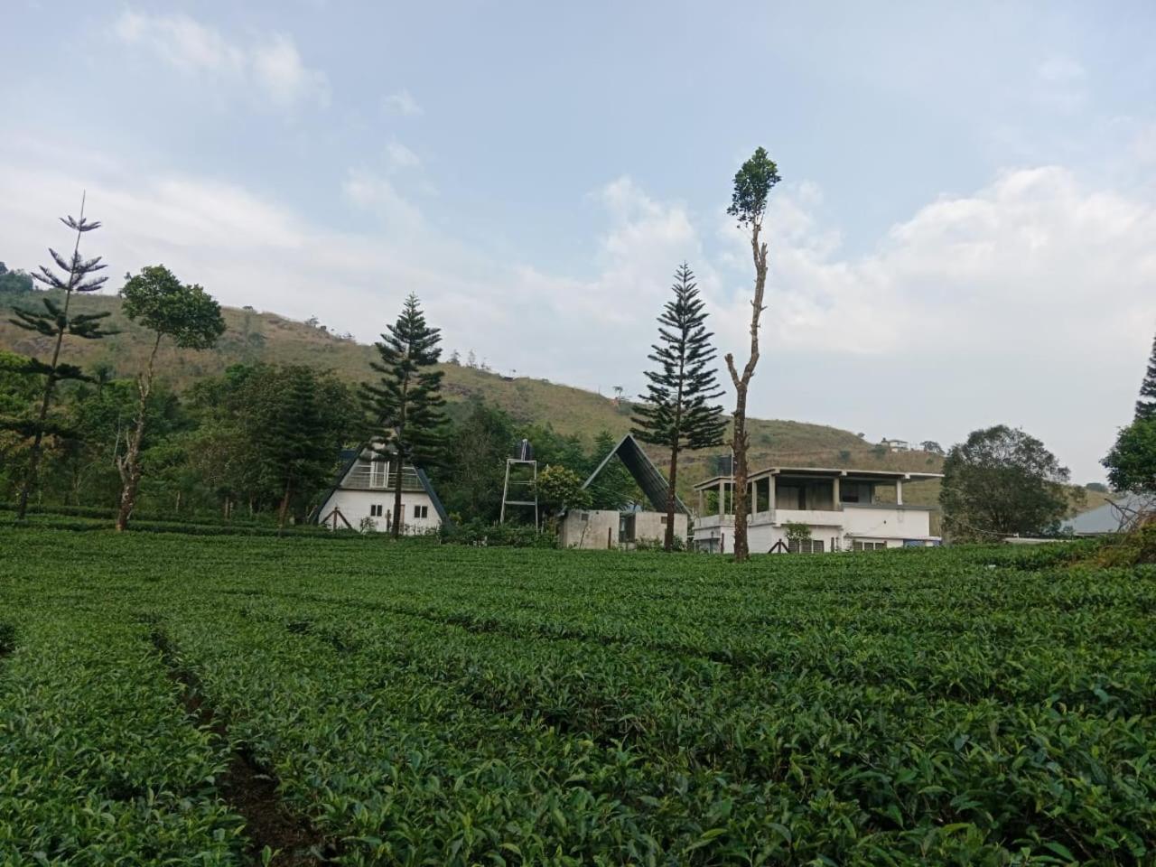Pine Trees Holidays Vagamon